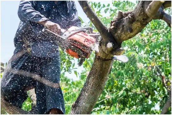 tree services Brookneal